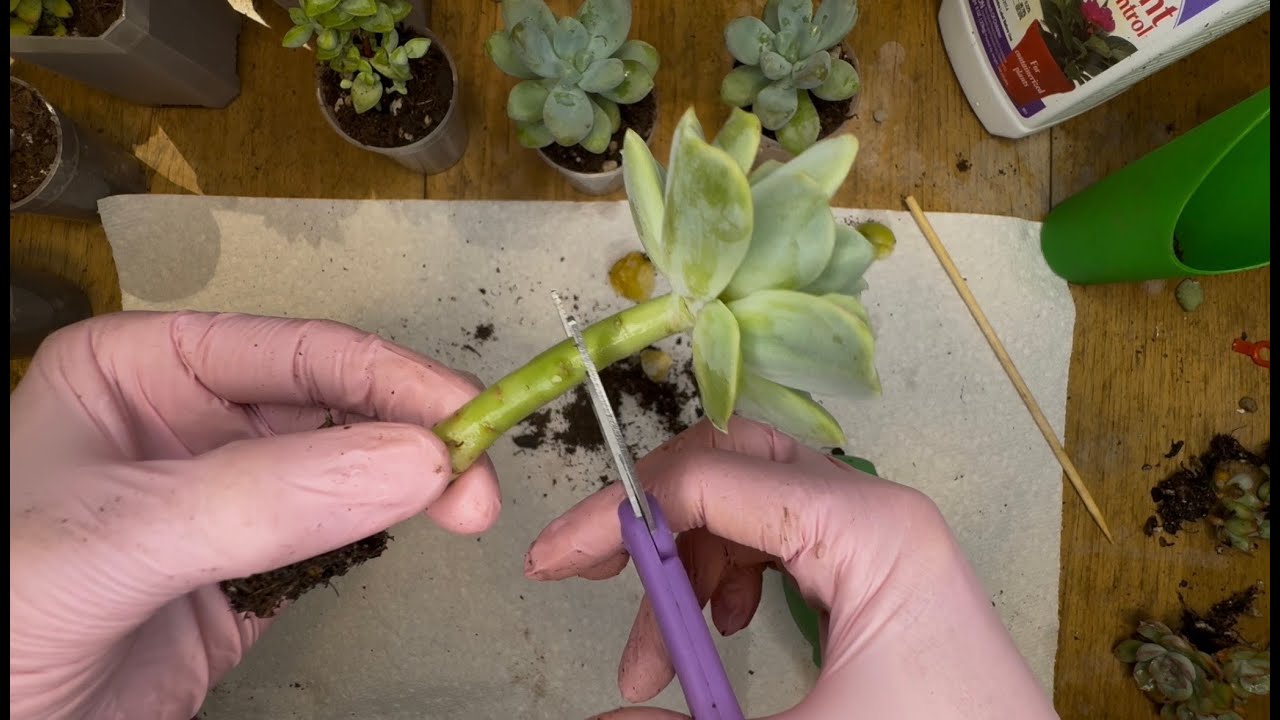 🌵 День пересадки и обрезки суккулентов! Освежаю детки к осени