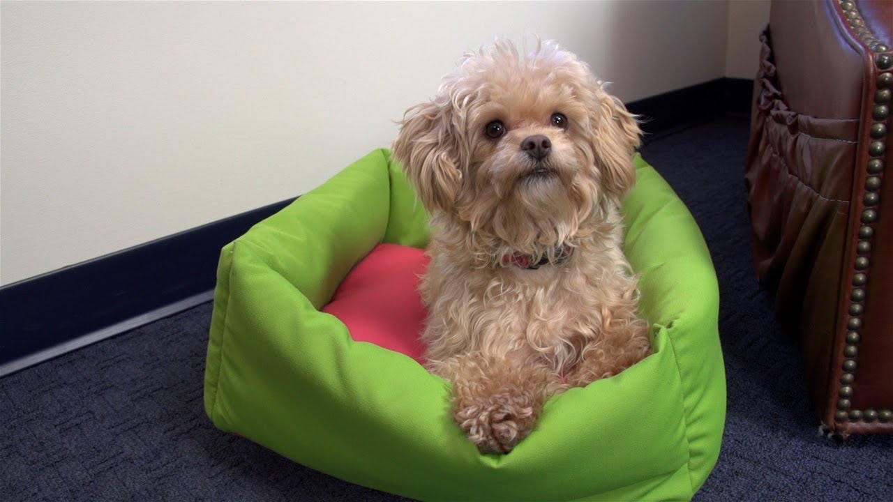How to Make a Dog Bed