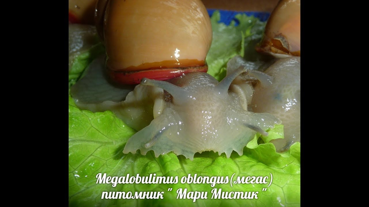 Megalobulimus oblongus - УЛИТКА С ВЕЕРОМ  ( Мари Мистик )ПРОДАЖА