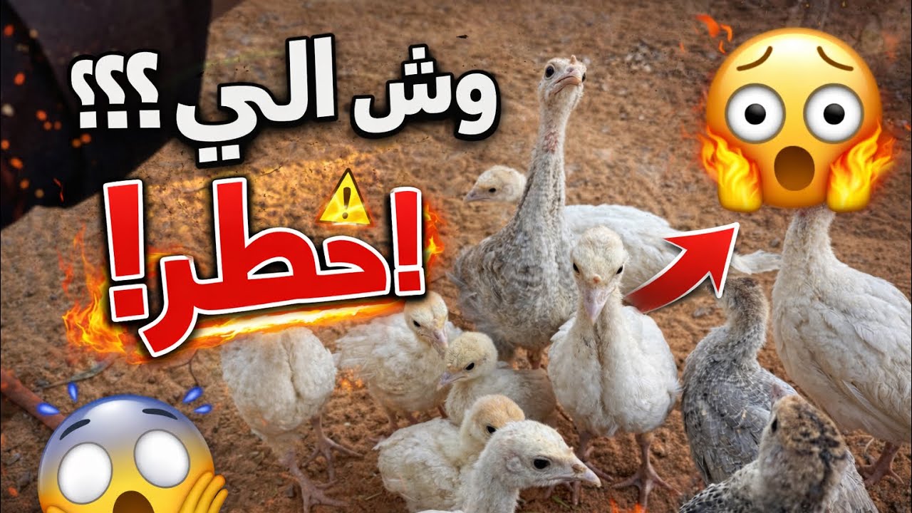 الفرخ الرومي العملاق 🤠👍🏽