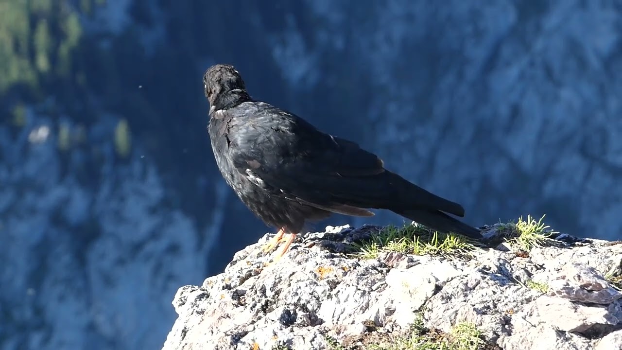 Alpine chough - Die Alpendohle
