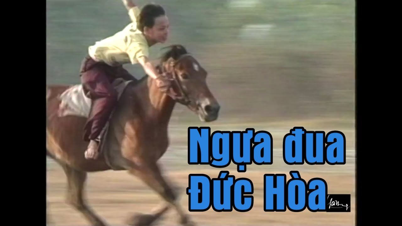 NGỰA ĐUA ĐỨC H&Ograve;A-DUC HOA RACE HORSE