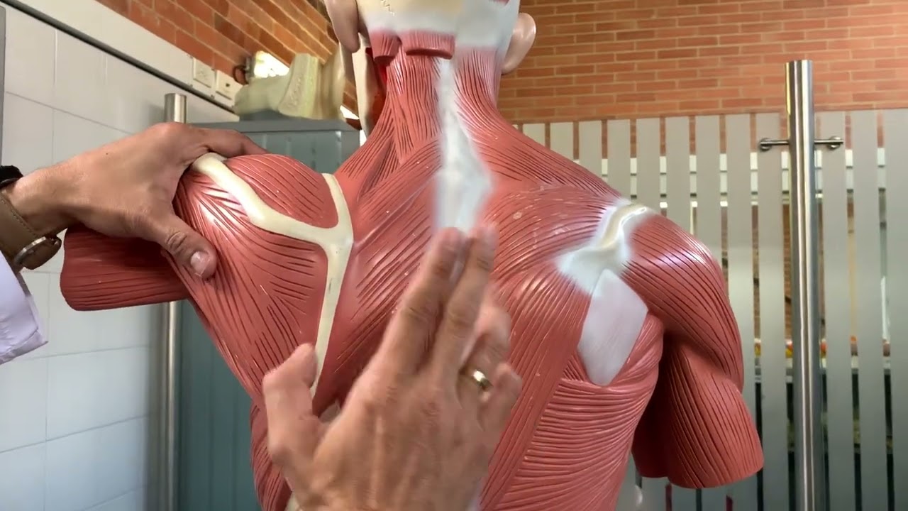 Dorso y Nuca 3D modelos.
