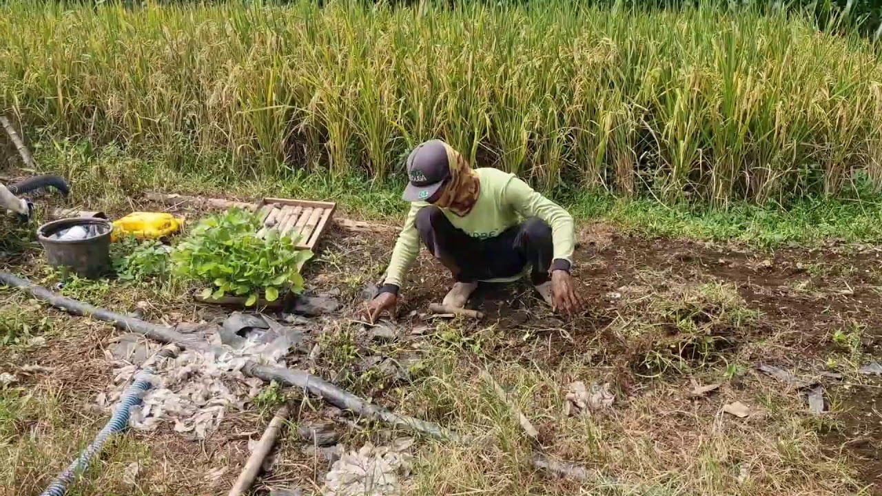 TRADITIONAL WEEDING TECHNIQUES EVERY SMART FARMER SHOULD KNOW - Agriculture Gardening