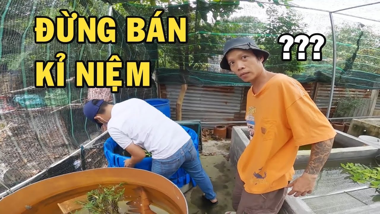 Ông chủ trại cá Betta thanh lý đồ củ pó tay khi gặp phải thanh niên này