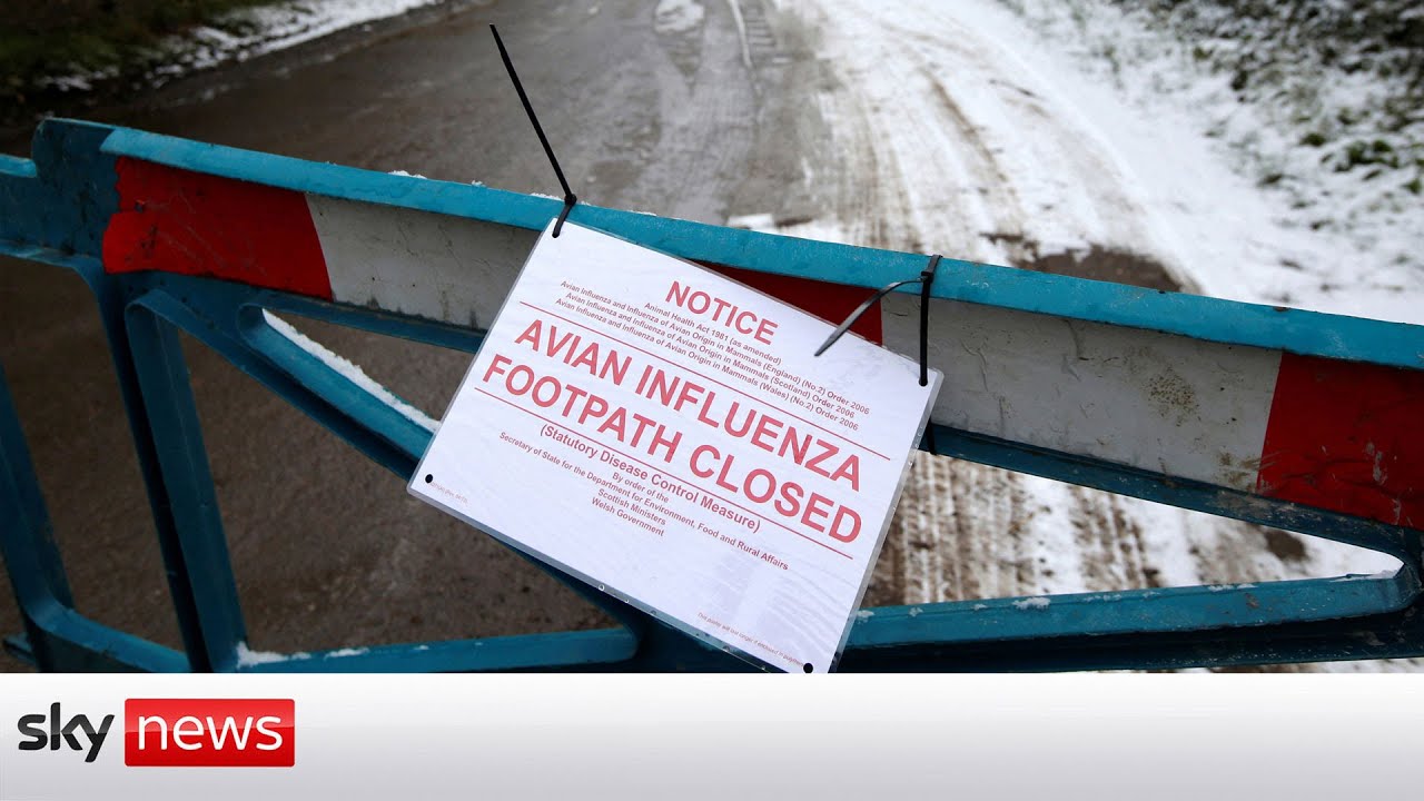 Bird flu measures stepped up as all poultry is ordered to be kept indoors
