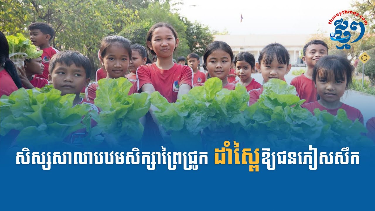 សិស្សសាលាបឋមសិក្សាព្រៃជ្រូក ដាំស្ពៃឱ្យជនភៀសសឹក