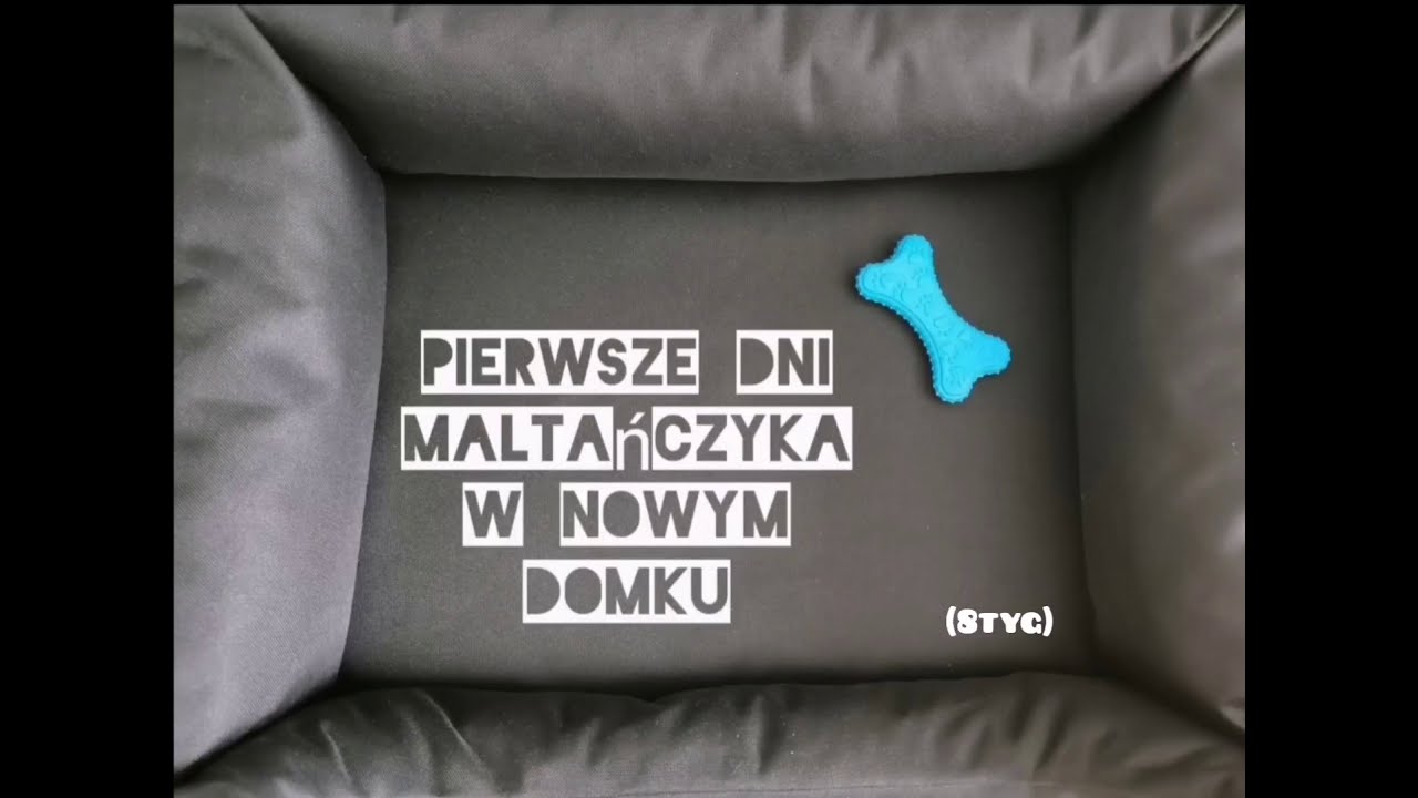 Pierwsze dni maltańczyka Snoopiego w nowym domu