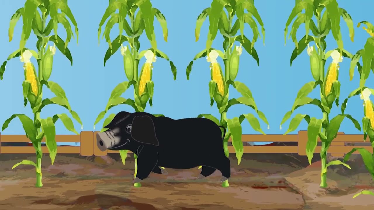 COCHINO NEGRO CANARIO .