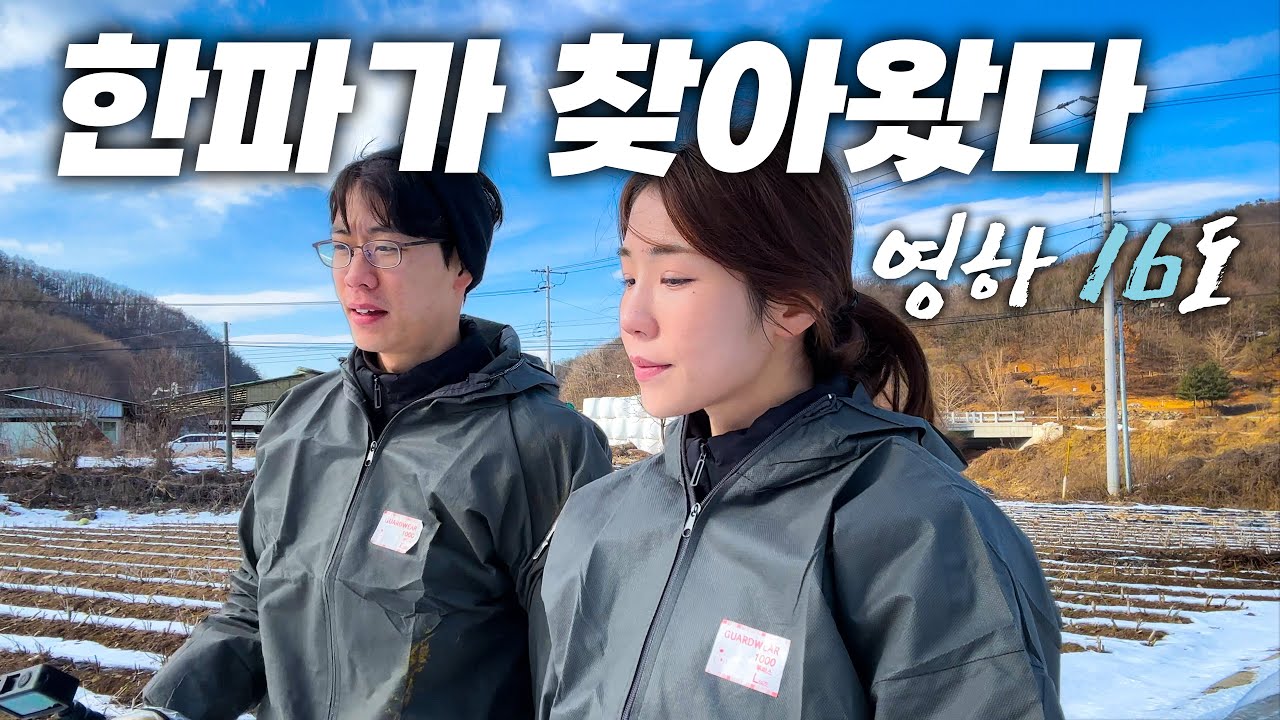 🥶영하 16도에 농장 출근하는 영농부부🔥ㅣ지속된폭설과한파❄️ㅣ2주간근황🔍ㅣ차 수리하기🚗ㅣ시골브이로그ㅣ일상ㅣ나레이션ㅣ시골육아ㅣ송아지ㅣ시골강아지ㅣ트랙터운전ㅣ힐링ㅣ입춘ㅣ쌈밥먹방