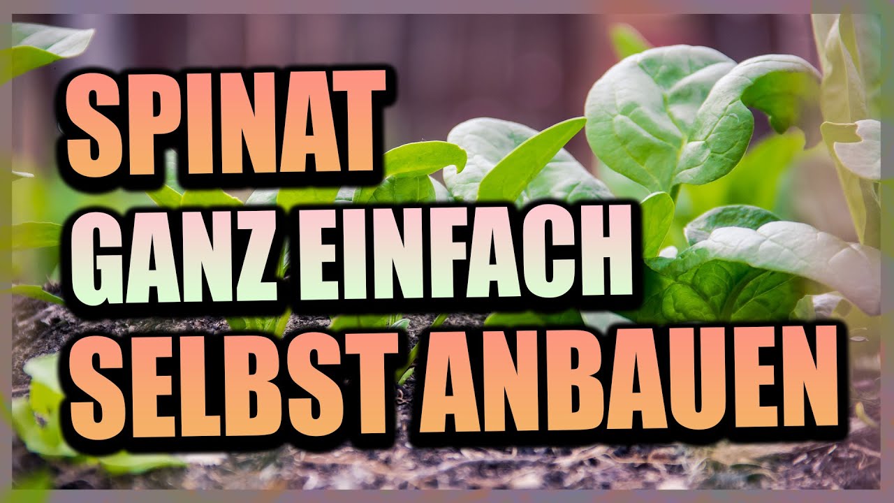 Spinat anbauen das ganze Jahr &uuml;ber! | Gem&uuml;seanbau im Garten | Gartenzeit