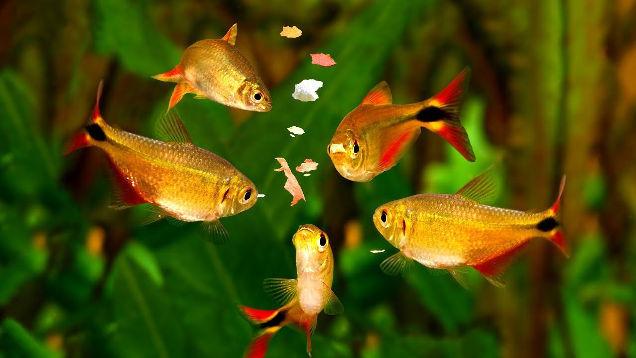 Why aren't my fish eating?