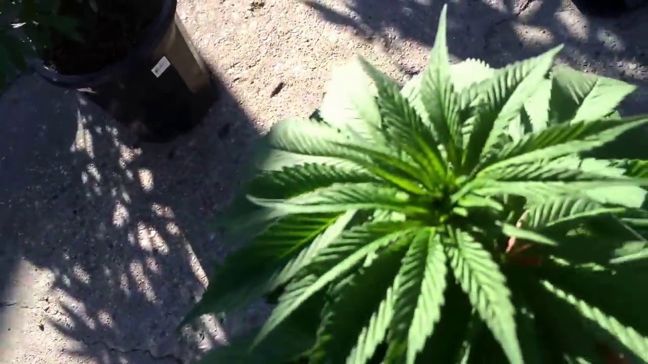 The 420 Review Tv | In the garden Episode |