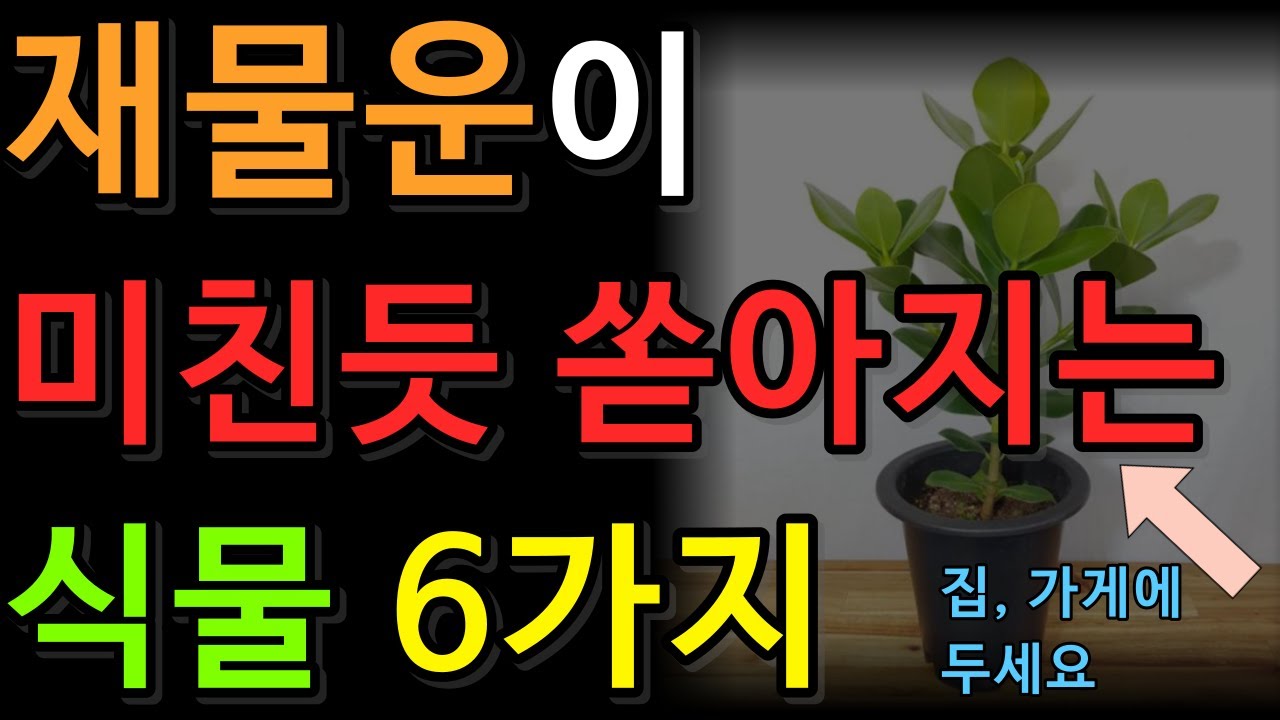 집에 두면 재물운이 들어오는 식물 6가지  |풍수 | 풍수 식물 | 풍수인테리어