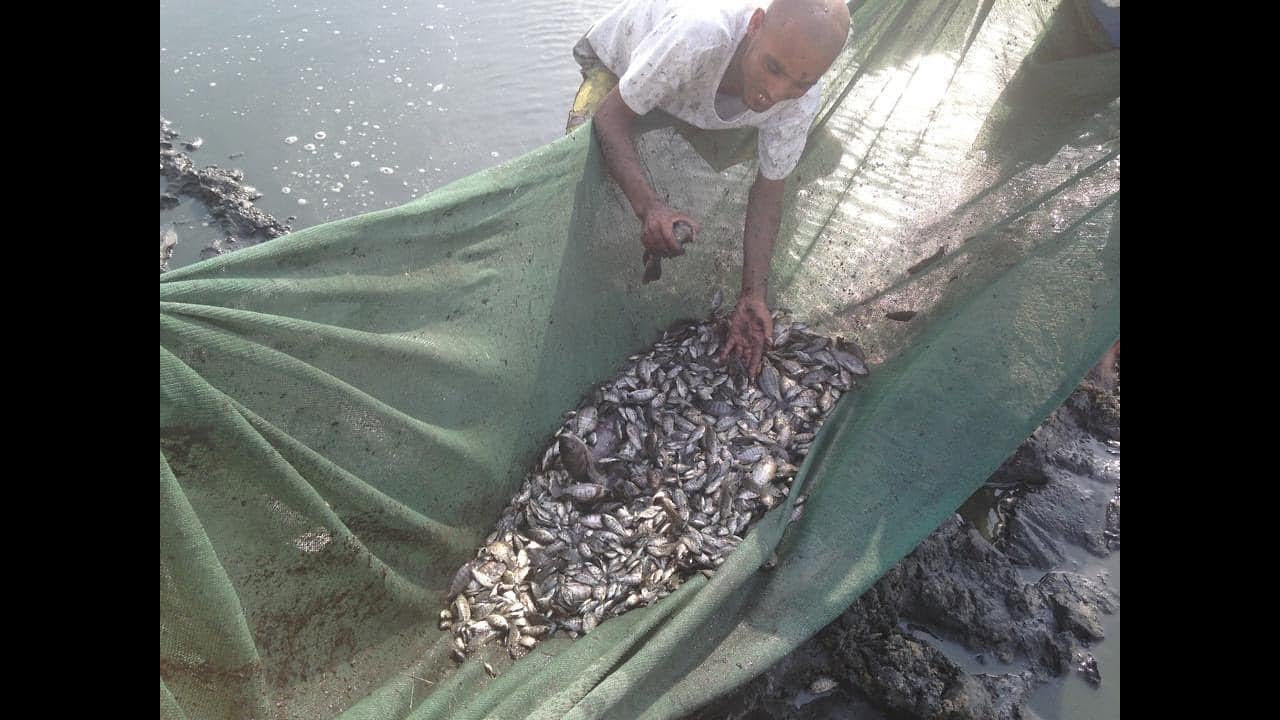 اليوم ال43 التجربه الاولي و3 للتجربه الثانيه ونقل الامهات