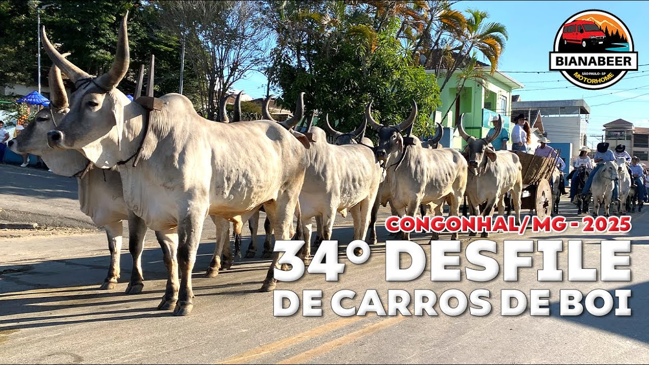 34° Desfile de Carros de Boi na cidade Congonhal - MG | Bianabeer