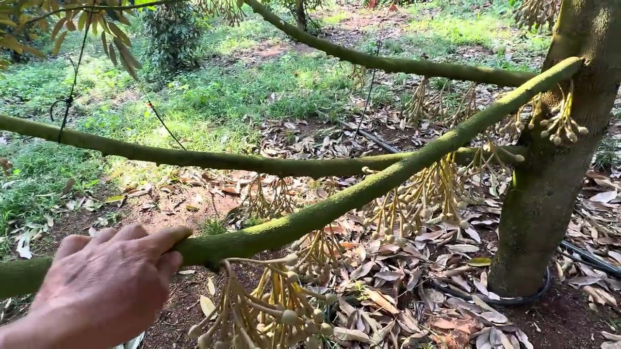 Kiểm tra bông sầu riêng đánh giá lượng thừa nước dưới gốc 