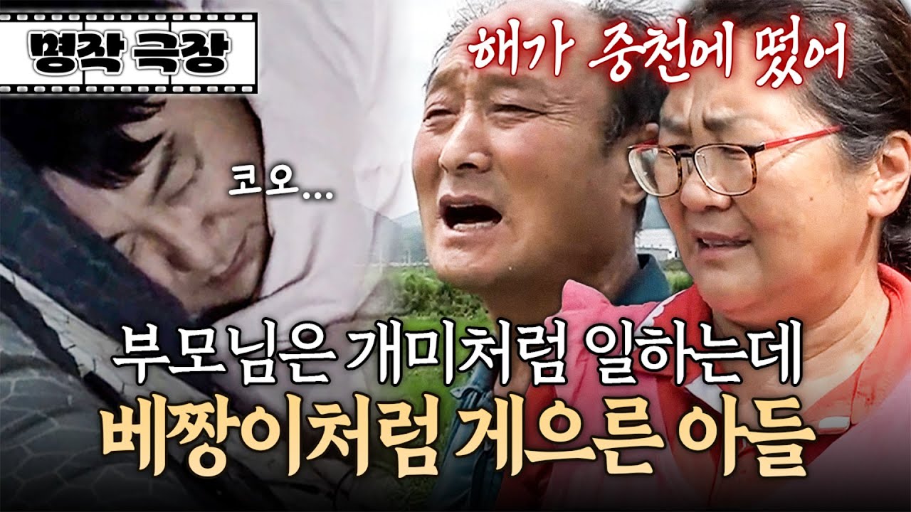 부모님이 새벽같이 일어나 일하고 올 동안 늦잠 쿨쿨 자고 있는 베짱이 아들🦗 | 사노라면 명작극장 477-1