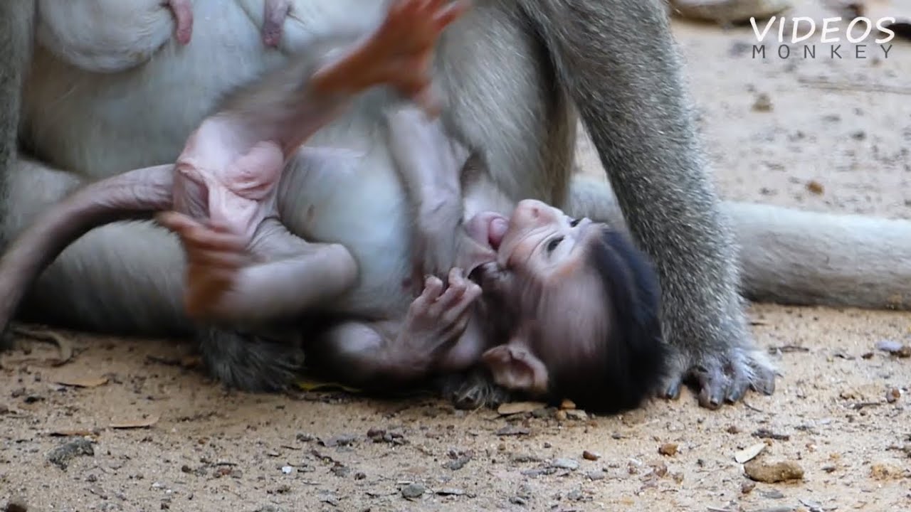 Angry Mom Reject Milk Baby Try C-ries Ask For Milk.