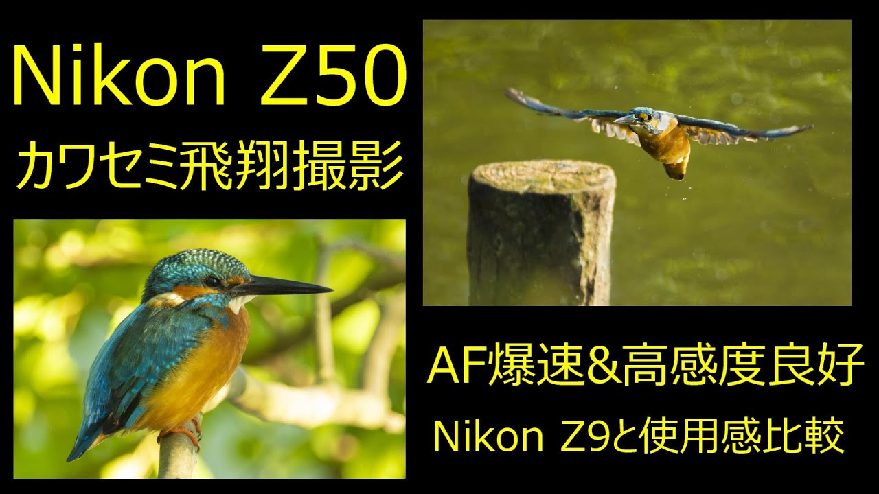 Nikon Z50  カワセミ撮影  Z9に迫る爆速AF   4K