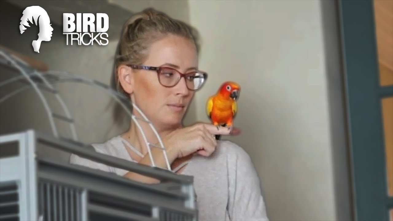 My Sun Conures Won't Leave Me ALONE! (Feat. MikeyMo)