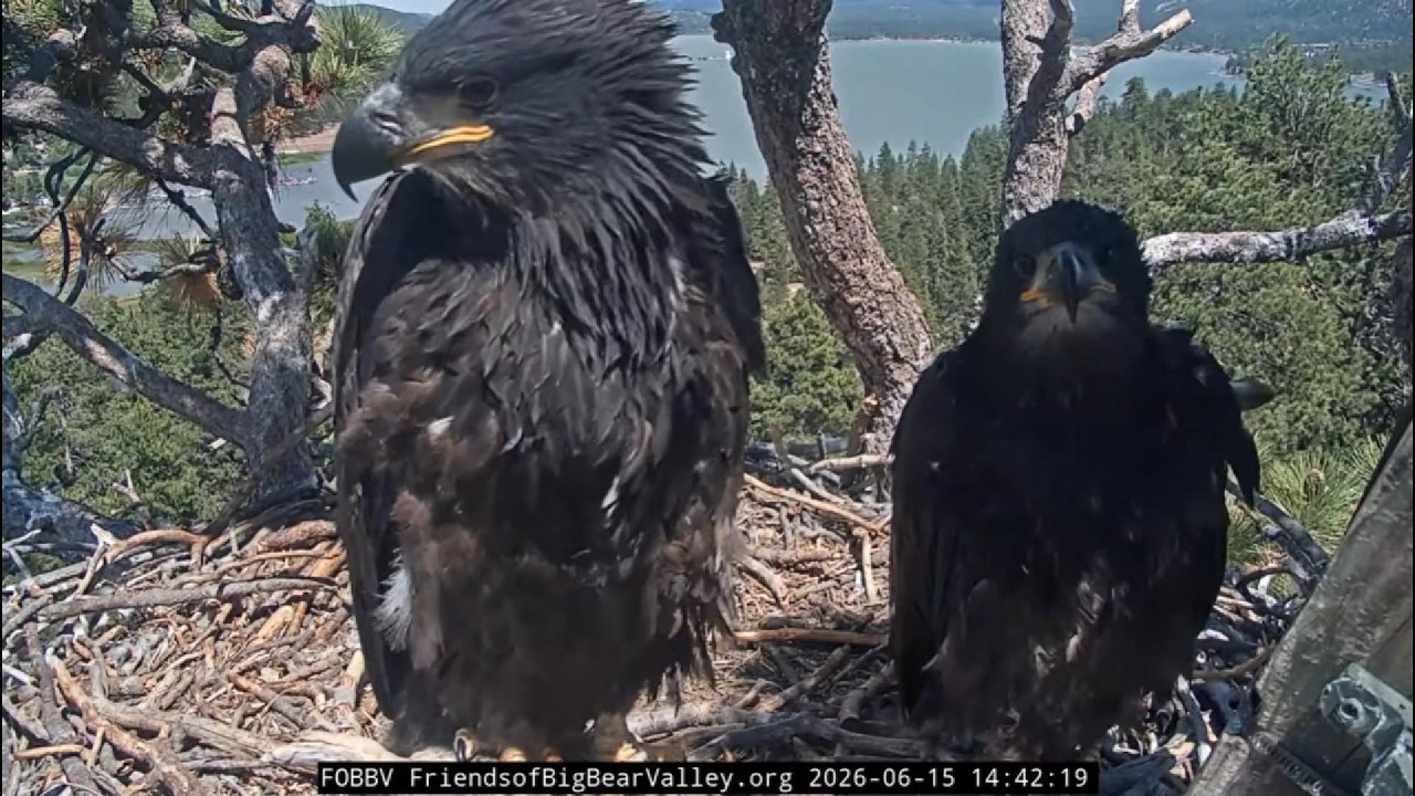 6-15-2026 Talon Tales