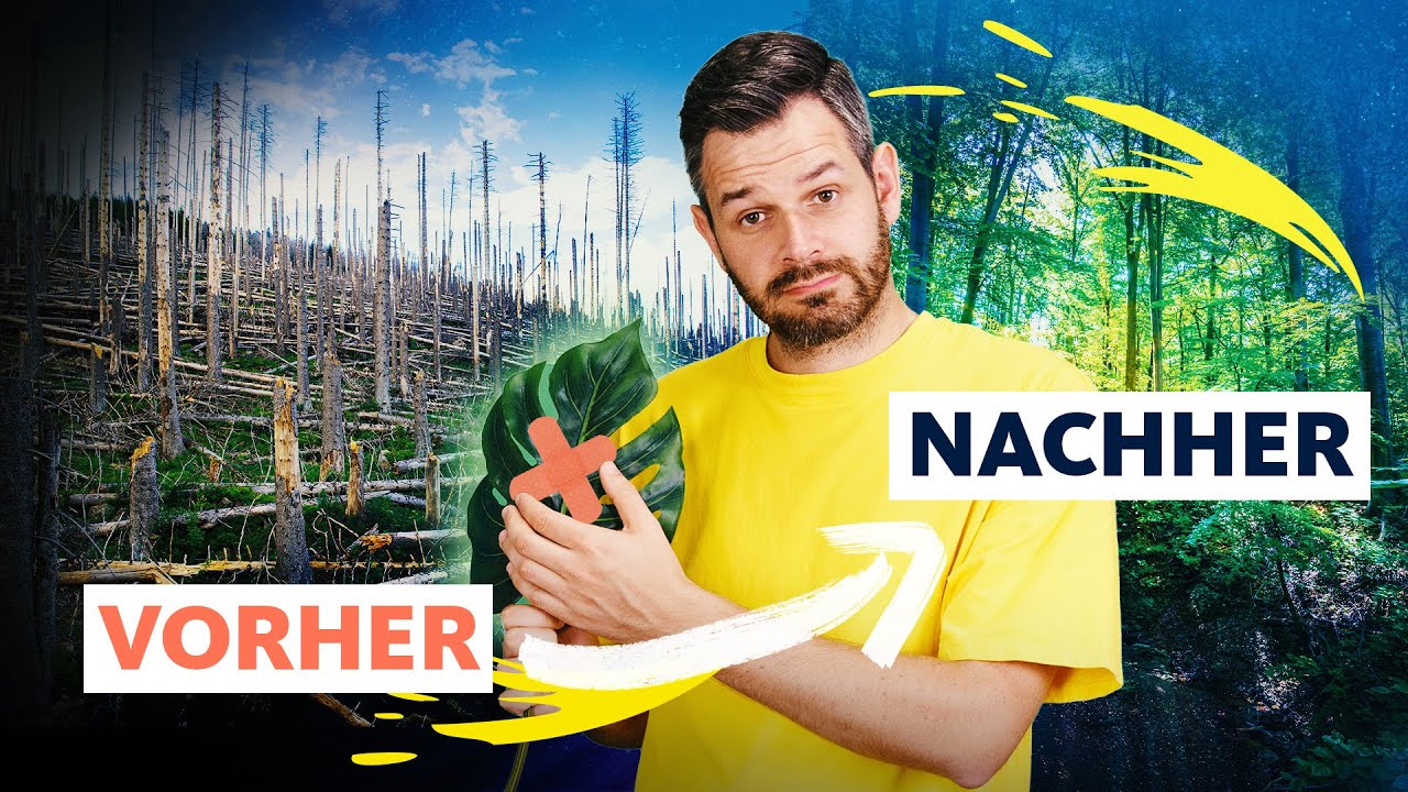 80 % zerstört: Können wir die Natur reparieren? | Quarks
