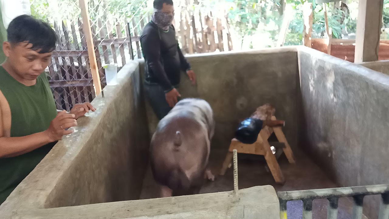 Training of junior boar for artificial insemination (A.I)
