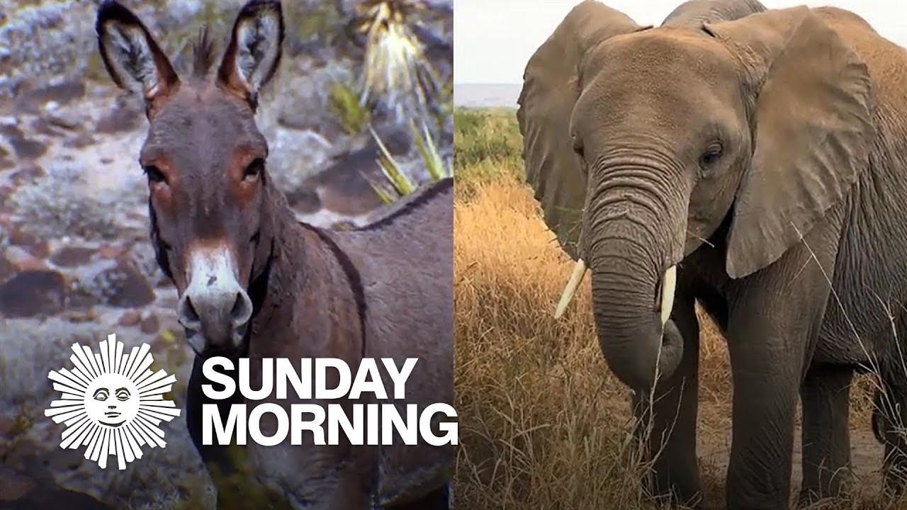 Nature: Donkeys and elephants