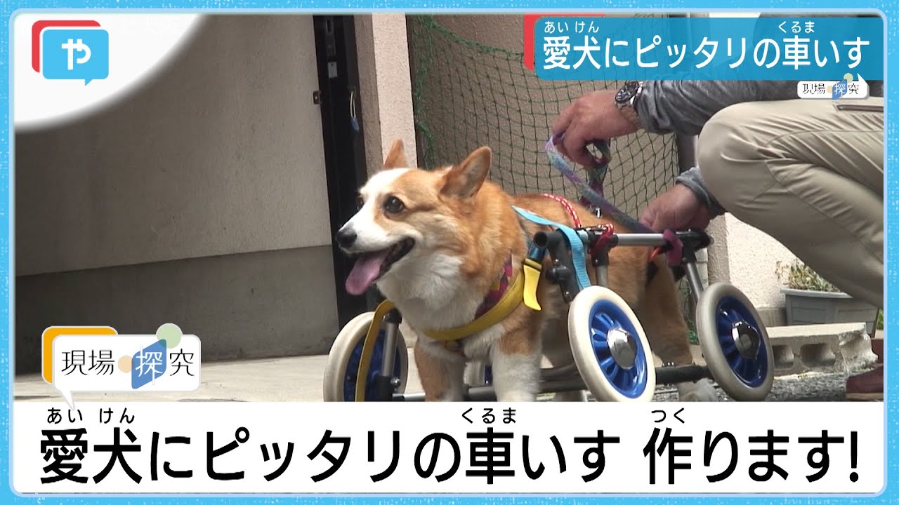 ワンちゃんも笑顔(*^-^*)　車いすでもう一度、飼い主とかけっこ！