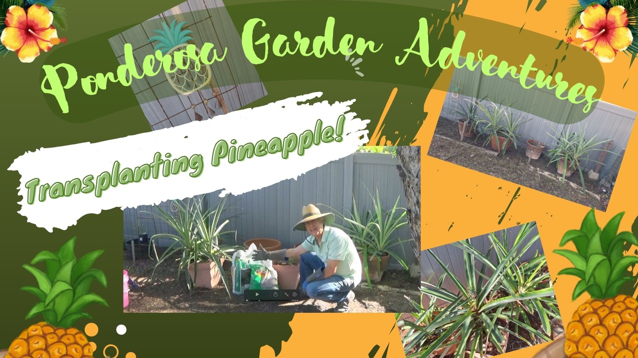 Transplanting Pineapple