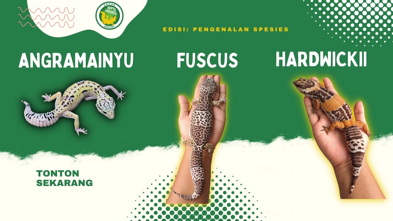 YUK KENALAN SAMA 3 SPESIES EUBLEPHARIS SELAIN MACULARIUS