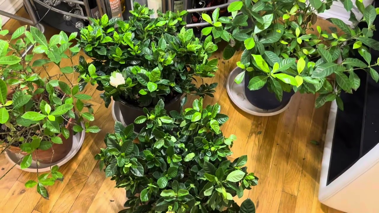 Todo sobre las gardenias, cuidados,riego,abono y floracion.