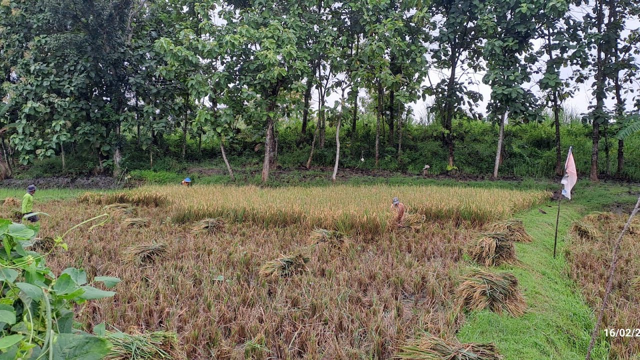 Pulang indonesia❗️#xtreme jalan menuju sawah#pulangkampung #panenraya 