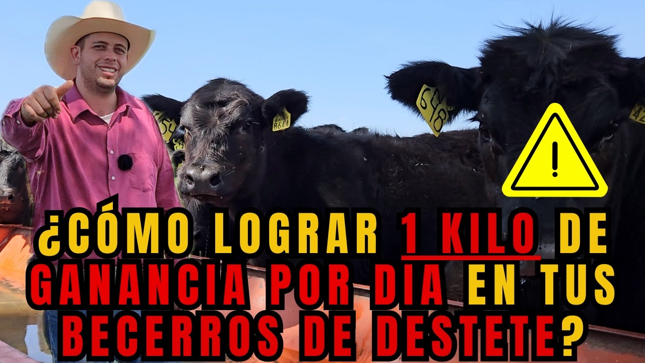 ¿CÓMO LOGRAR 1 KILOGRAMO por DIA en tus BECERRROS de DESTETE? | KILOS y KILOS | RancheandoAndo