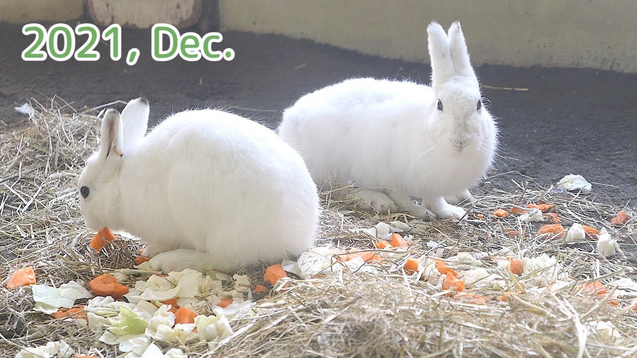 2021, Dec. Mountain Hare at Maruyama Zoo