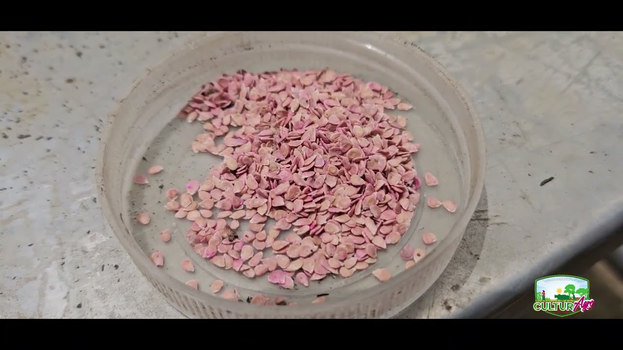 Tutorial de establecimiento de semilleros #CulturAgroTV #INTA