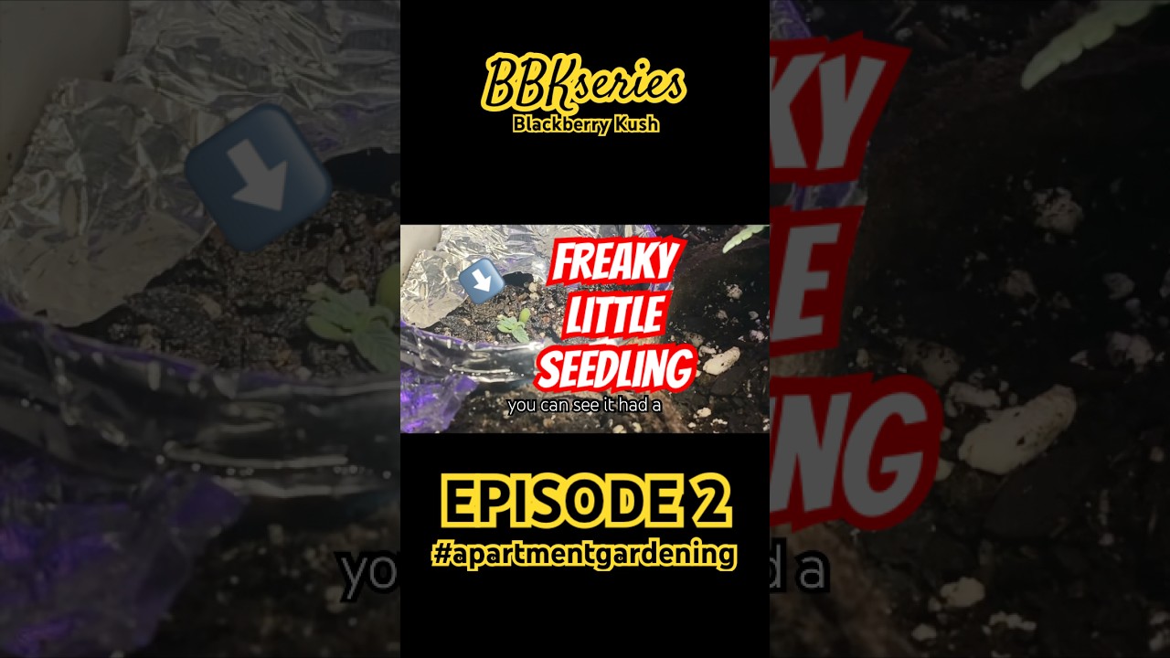 Seedling struggles to remove seed helmet. #apartmentgardening #bbk #bbkseries #seedling