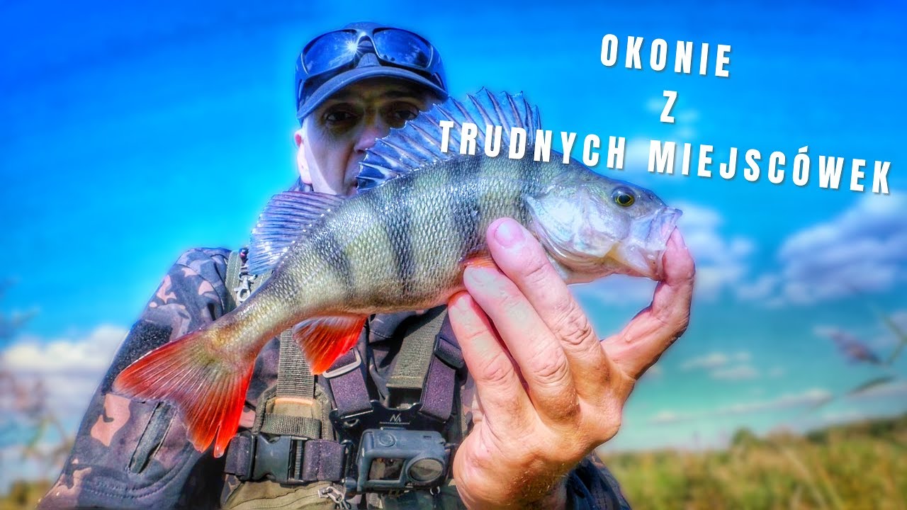 Okonie z trudnych miejscówek| Rzeka Prosna