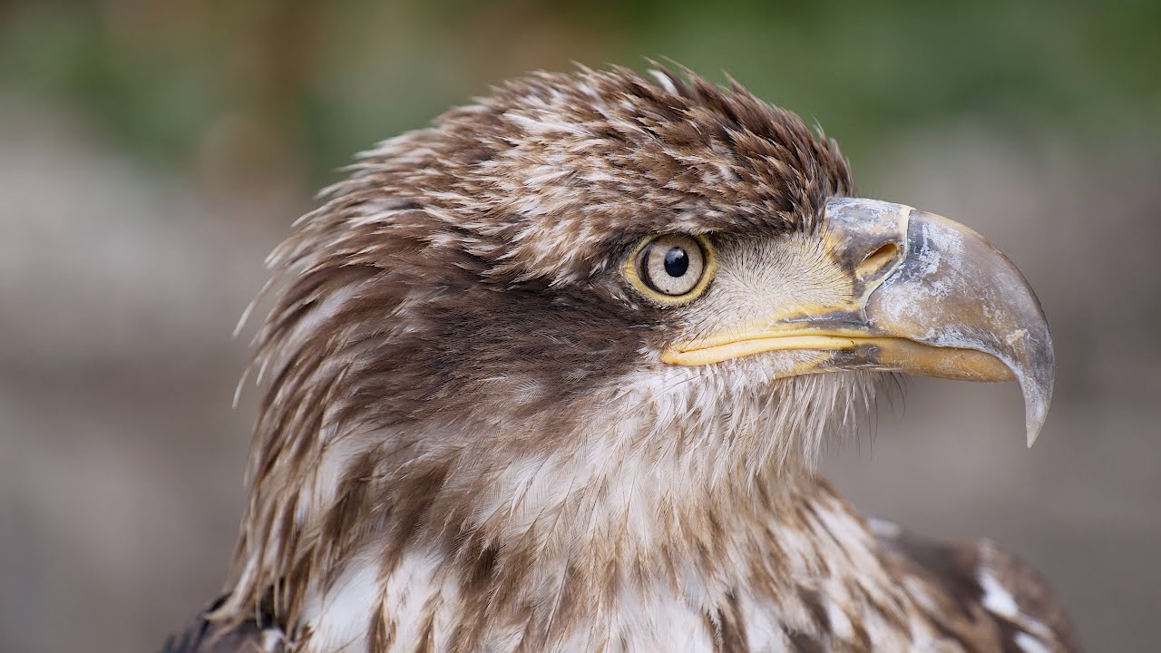 Falconeria Bergamotti Rocca San Felice 2024