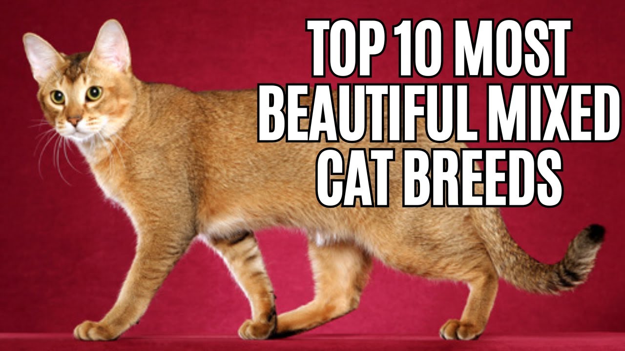 Top 10 Most Beautiful Mixed Breed Cats