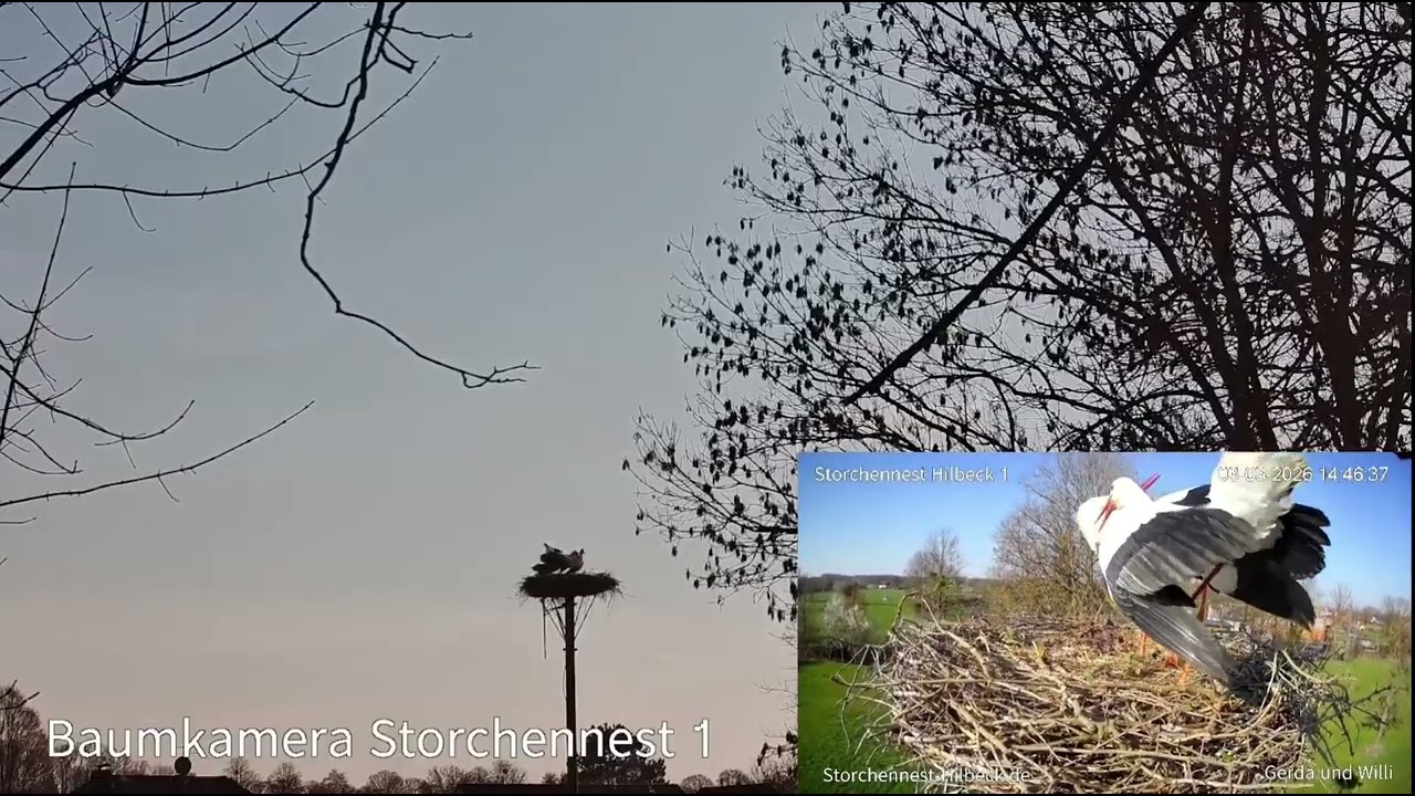 Kampf um das Nest (aus zwei Ansichten)