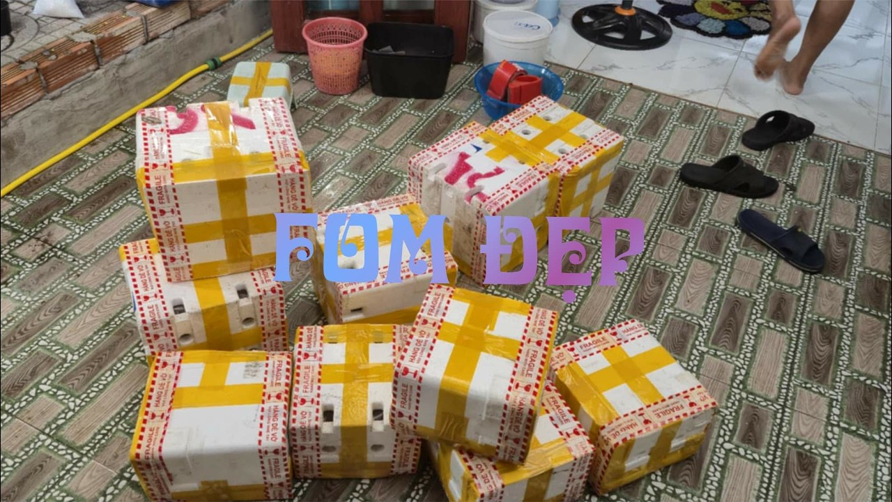 Đợt cá 25 - 2 - 2026 | Red Fancy Star Tail | Betta giá học sinh | Thanh Mai Betta Shop