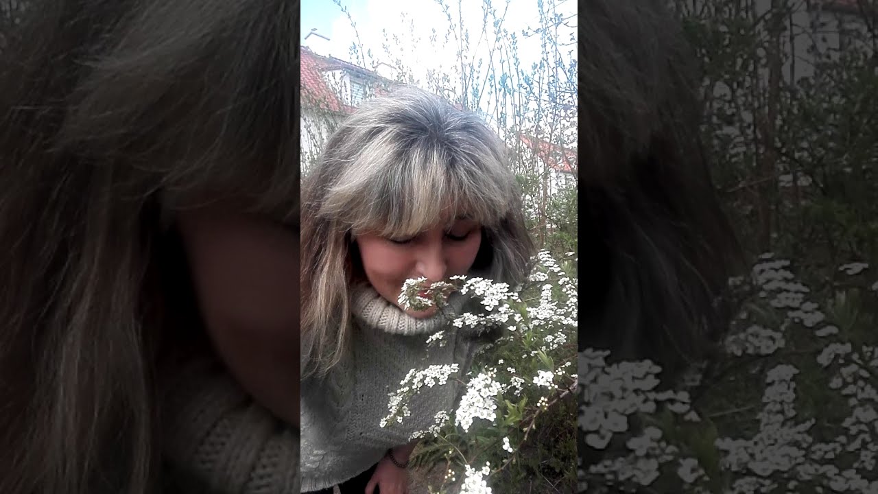 Tawuła wczesna, a nie van Houtte'a  - pięknie pachnący krzew wiosenny 🐝🌸