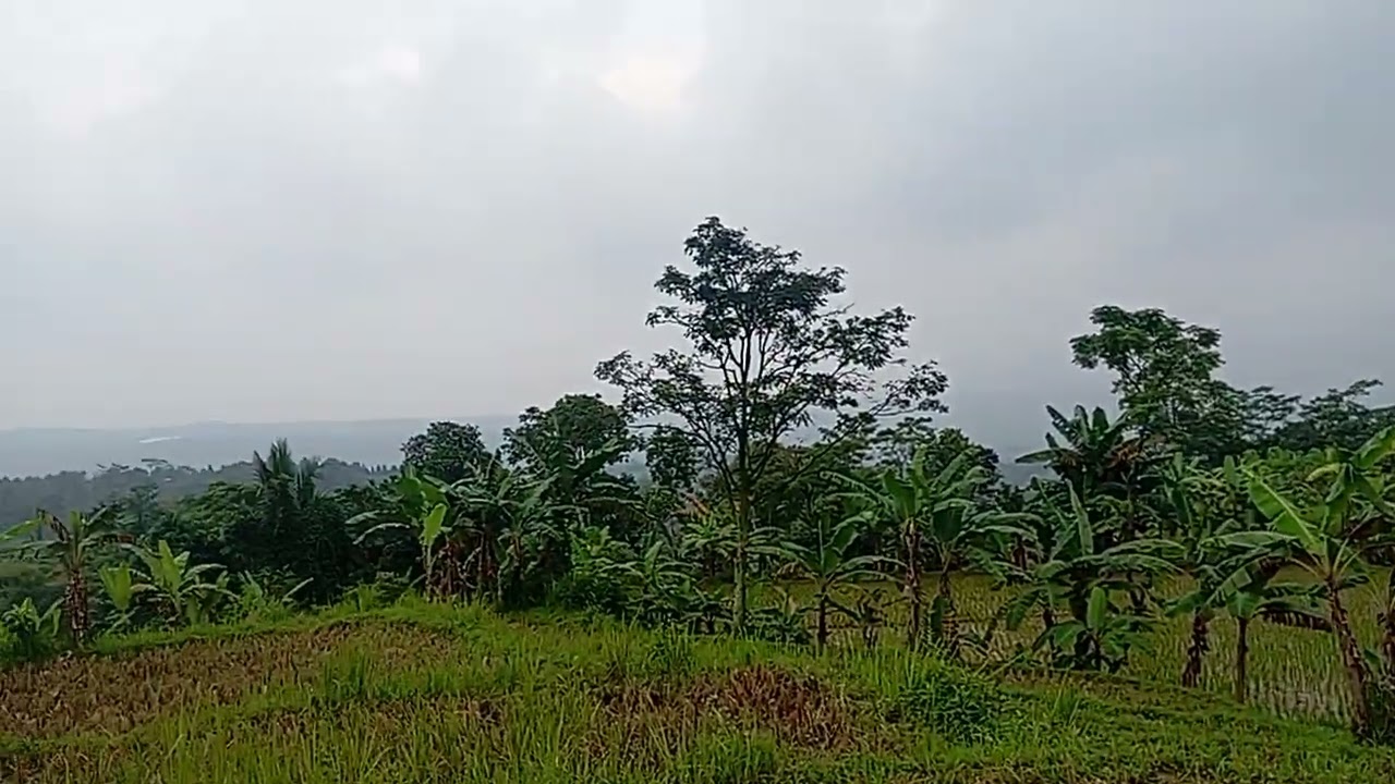 Di jual sawah bagus akses mobil luas 1700 m surat shm cocok buat bikin villa pemandangan bagus 