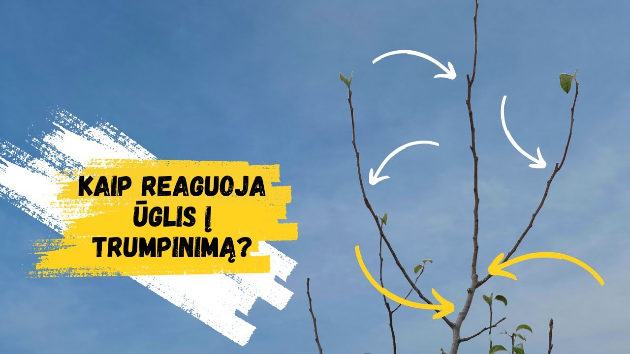 Medžio reakcija į šakos trumpinimą