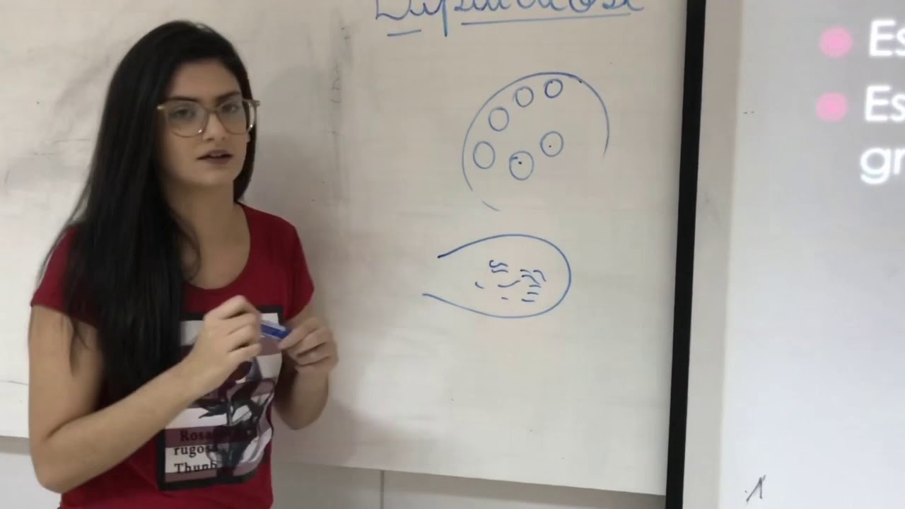 Seminário dipylidium caninum