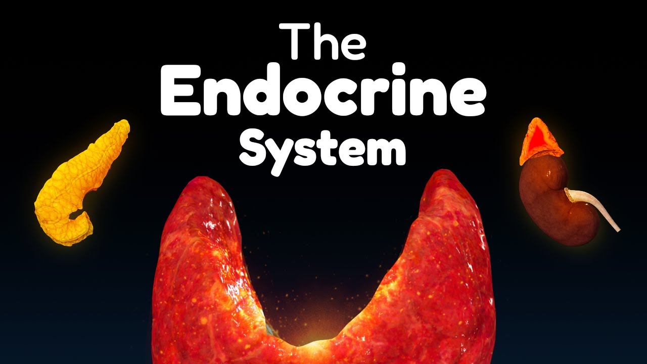 Cały układ hormonalny w 45 minut