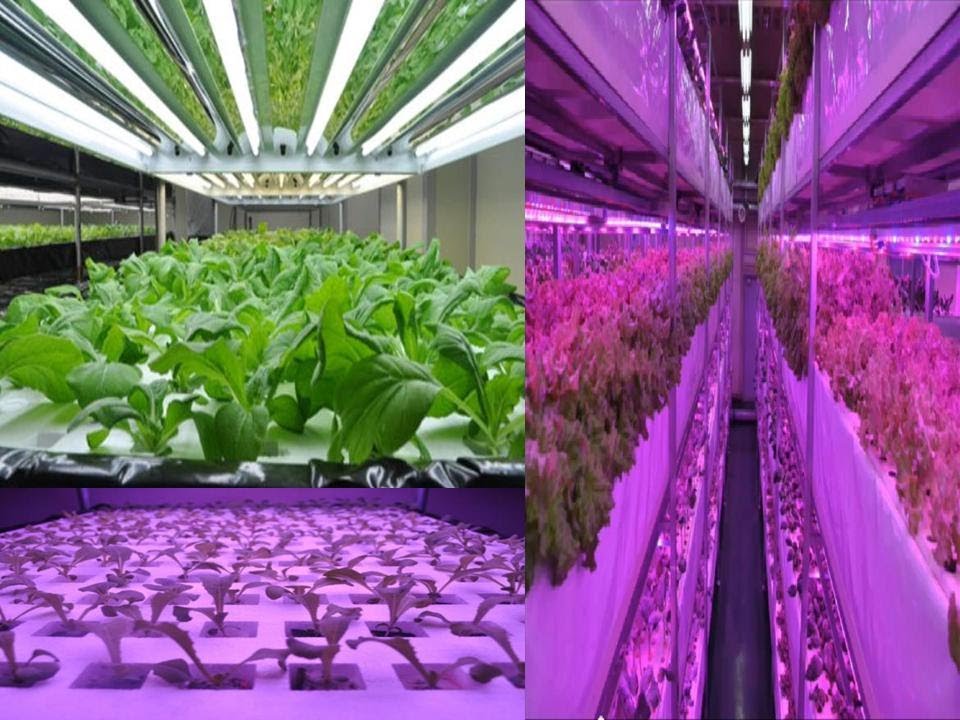 植物工廠LED植物燈管T8