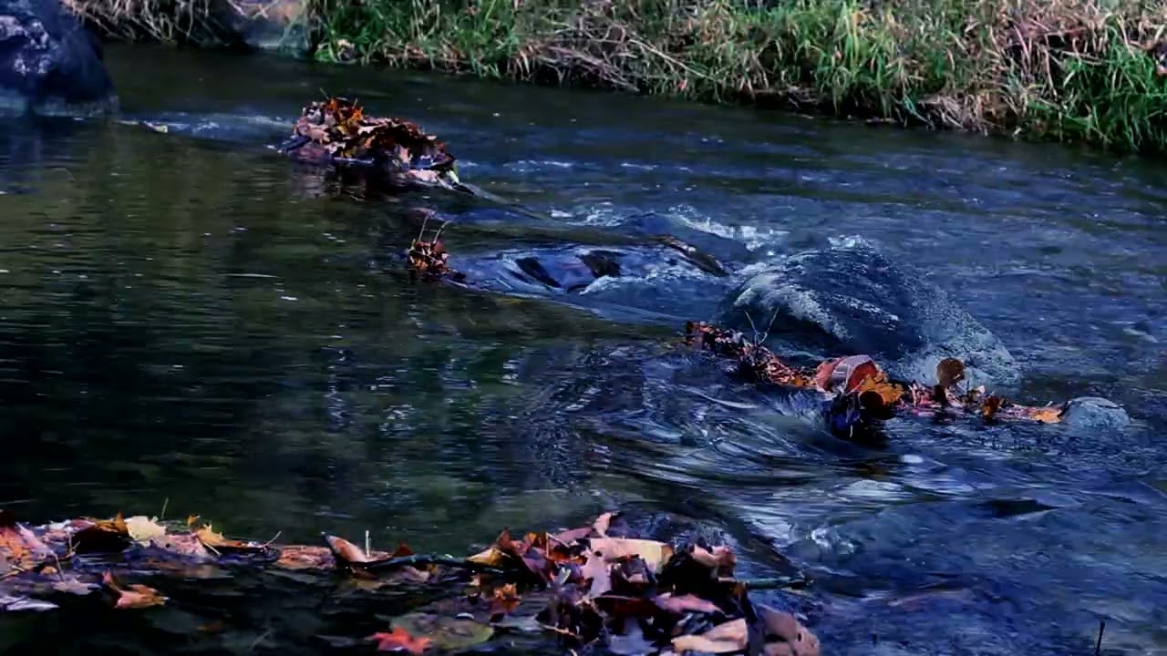 Glowing river